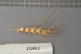 Click for 1 image(s) for this accession. Spike